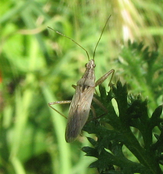 Nabidae: Nabis sp. della Bassa Bergamasca